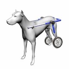 dog wheelchairs and knee braces