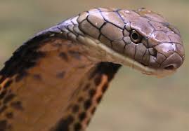 Image result for snake