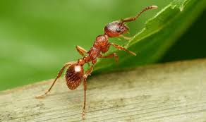 Get Rid Of Red Ants In Your Garden