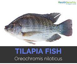 tilapia fish facts health benefits and