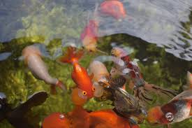 pond fish best varieties to stock a