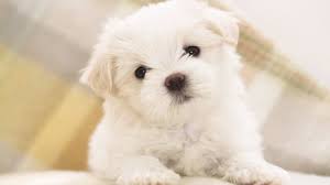 do you like to get a pomsky puppy