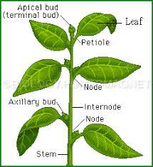plant stem biology for everybody