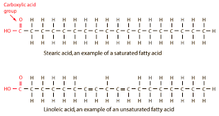 structure of fatty acids and