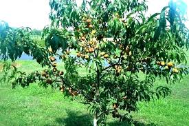 Fruit Tree Spacing Thanfares Co