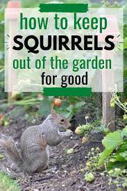 how to keep squirrels out of the garden