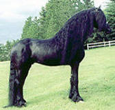 what-is-the-difference-between-a-friesian-and-a-friesian-sport-horse