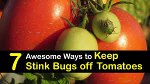Keep Stink Bugs Off Tomatoes
