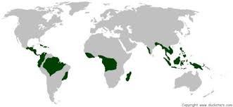 The african rainforest stretches across much of central africa, encompassing 38 countries in its now except for the congo basin, the tropical rainforests of africa have been largely depleted by by far, the largest number of countries with rainforests are located in one geographical section of the. Science For Kids Tropical Rainforest Biome
