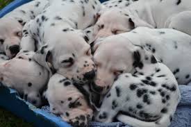 The dalmatian is energetic and playful, and a very fast runner. Mcdottie Dalmatians Puppies