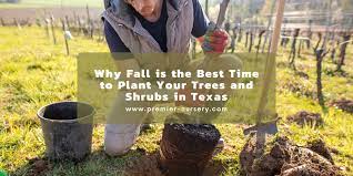 To Plant Your Trees And Shrubs In Texas