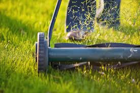 how to improve your lawn by mulching