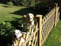 dog friendly garden ideas using fencing