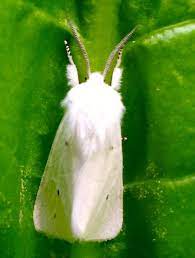 white moth in garden 8 1 2016 1