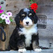 Wait until you find the perfect bernedoodle puppies for sale, with beautiful, full color markings, a low shedding coat and full health warranty. Pin On Dogs