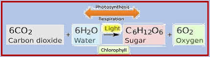 Chapter 13 Photosynthesis In Higher