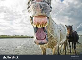 Ugly horse face