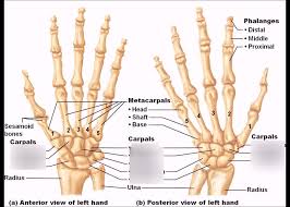 The wrist comprises eight small bones referred as carpal bones along with two long bones located in the forearm known as radius and ulna. Carpal Bones Diagram Quizlet