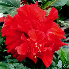 Image result for pictures of hibiscus