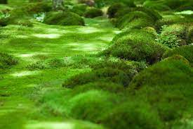 moss lawn everything you need to know