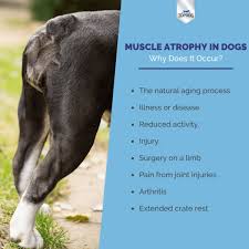 muscle atrophy in dogs what it is how