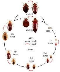 how to effectively treat bed bugs diy