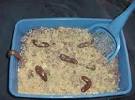 Image result for cat litter cake