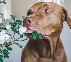 10 Houseplants Toxic To Cats And Dogs