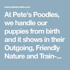 At Petes Poodles We Handle Our Puppies From Birth And It