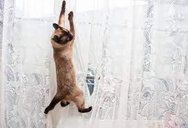your cat from climbing the curtains