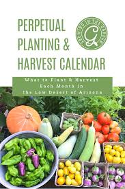 Arizona Herb Planting Guide A Visual