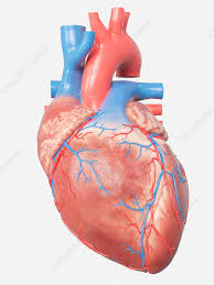 ilration of the human heart anatomy