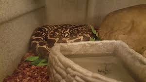 lucy the carpet python long tail reptiles