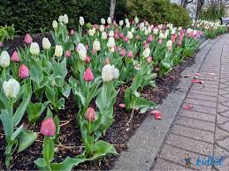 12 Tulip Fields Near Chicago Flower