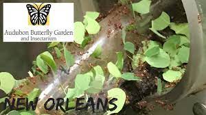 new orleans audubon erfly garden