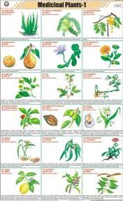 Medicinal Plants I Chart Manufacturer Supplier Exporter