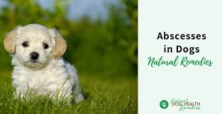 abscess in dogs symptoms causes