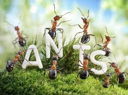 how to get rid of black ants home