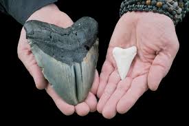 megalodon the super shark that could