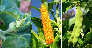 how to plant corn squash beans together