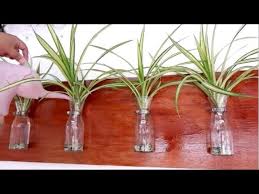 Spider Plant Wall Hanging Decor Ideas