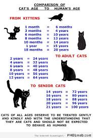 19 Cat Age Chart Pmslweb
