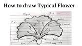 If helped plz mark as brainliest. How To Draw Longitudinal Section Of Flower In Easy Steps Biology Science Cbse Ncert Class 10 Youtube