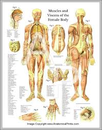 Labeled Diagram Of The Female Body Catalogue Of Schemas