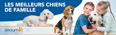 le top des meilleurs chiens de famille