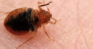 Co Op Boards Must Exterminate Bedbugs
