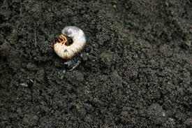 controlling grubs in potted plants