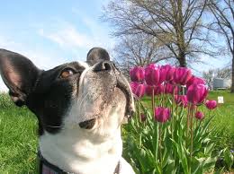 flower names for dogs 45 gorgeous dog