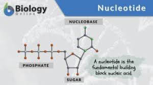 nucleotide definition and exles