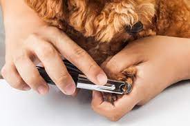 how to use guillotine dog nail clippers